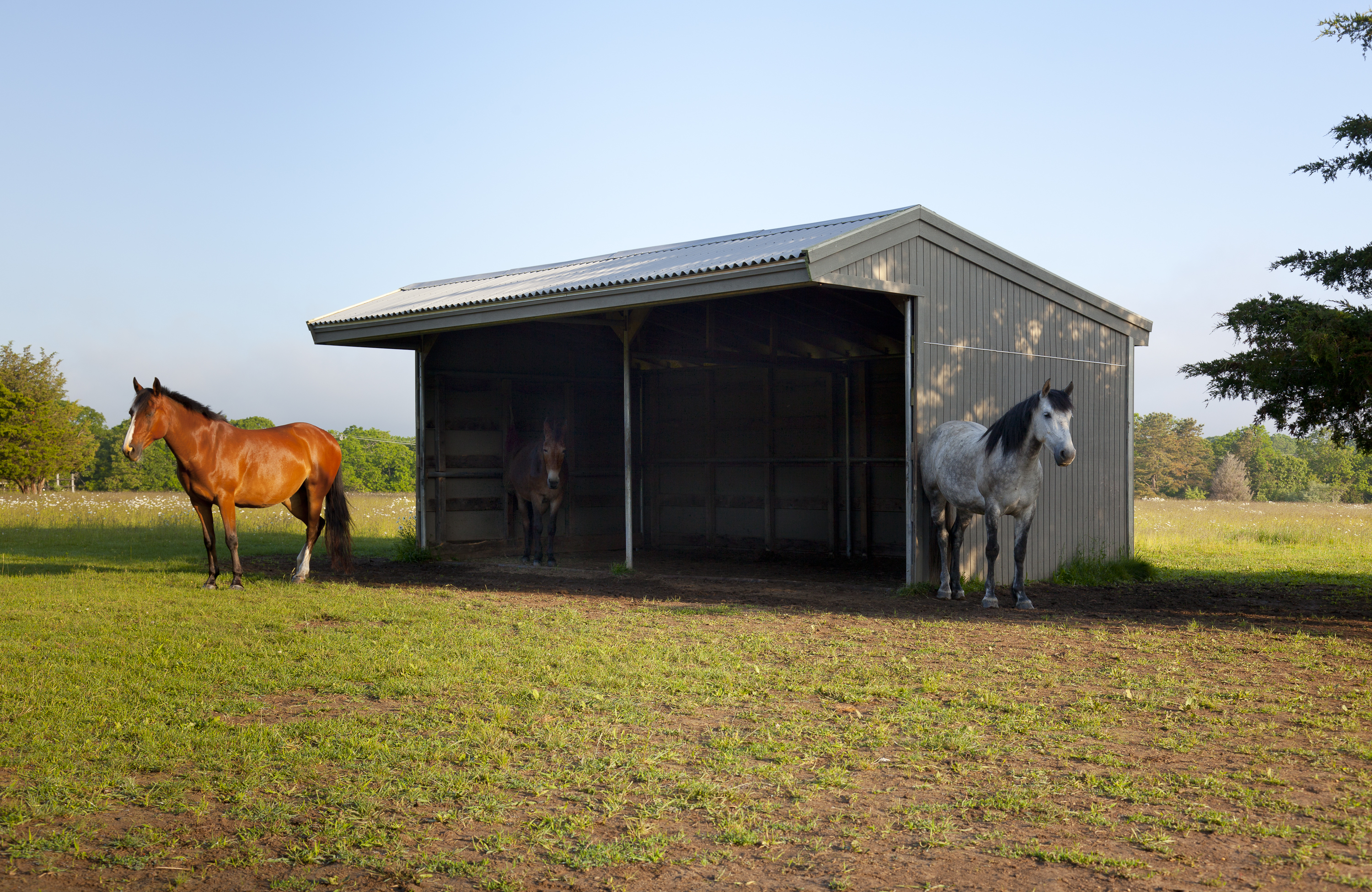 061418_Misty Meadows Equine Learning Center_0750.jpg