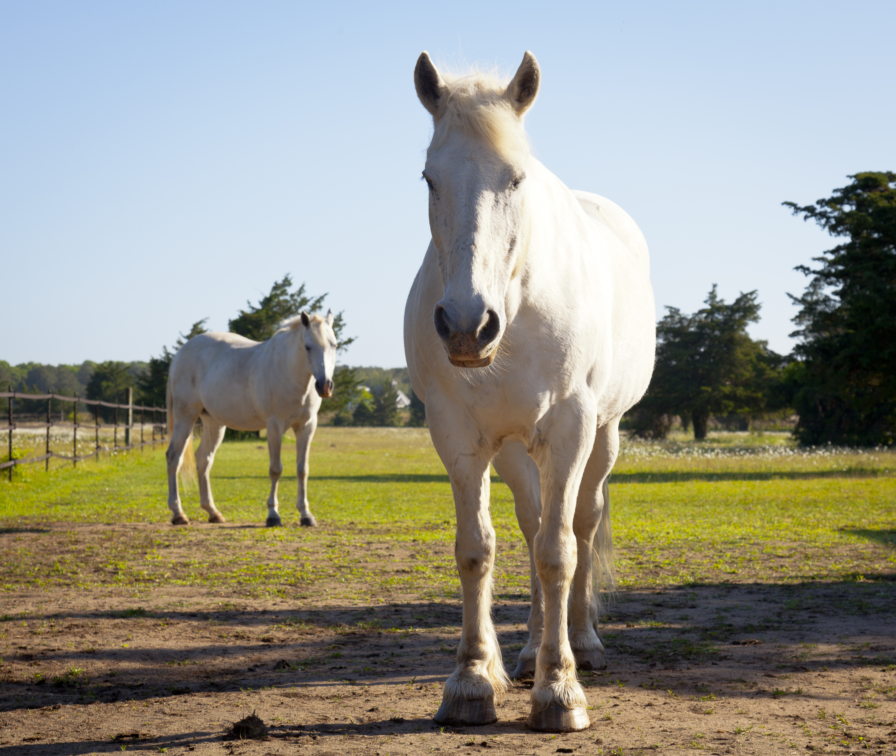 061418_Misty Meadows Equine Learning Center_0785.jpg