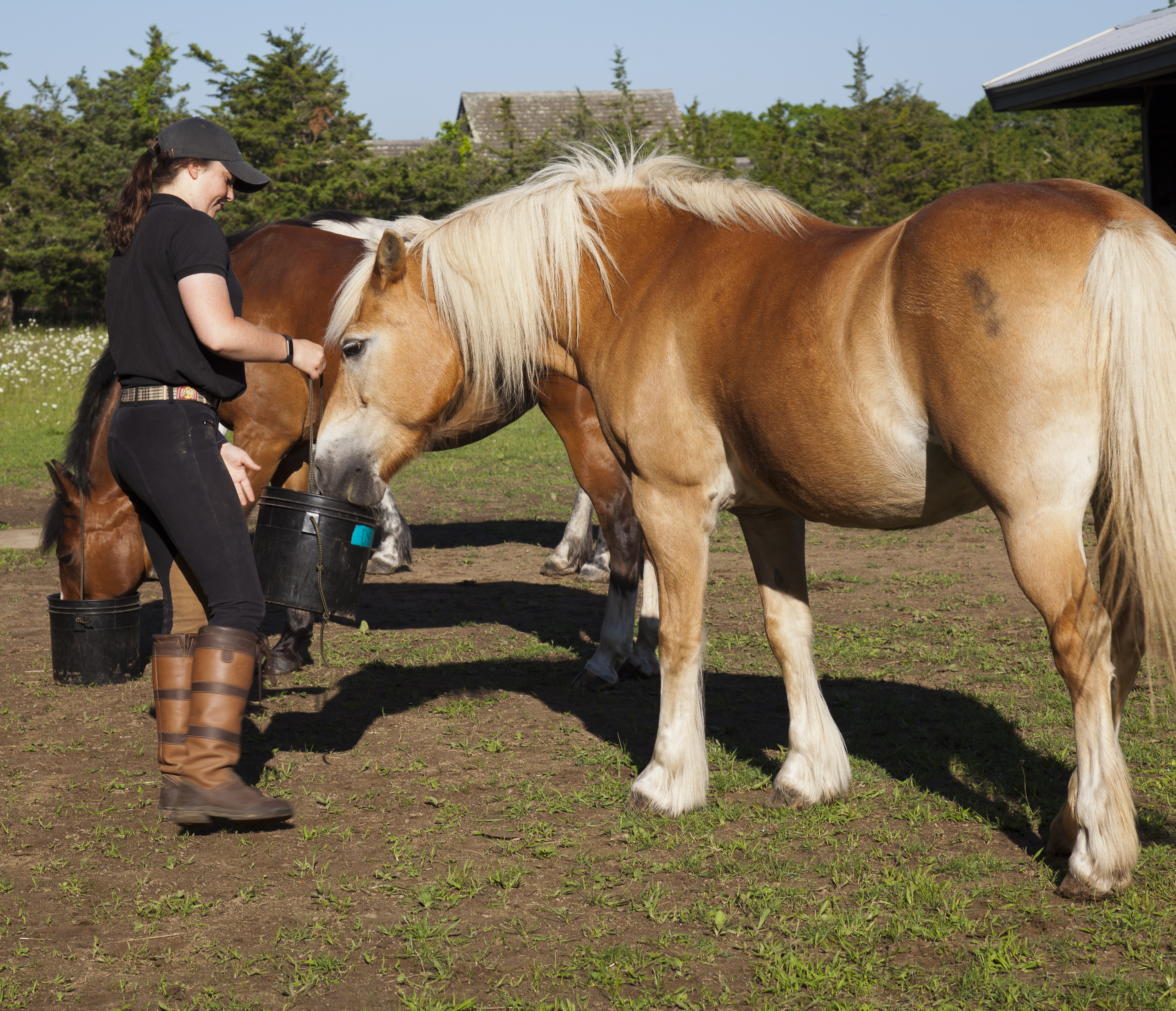 061418_Misty Meadows Equine Learning Center_0796.jpg