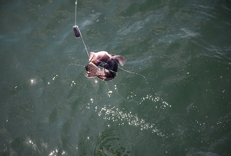 CB_The-Skipper_05.jpg