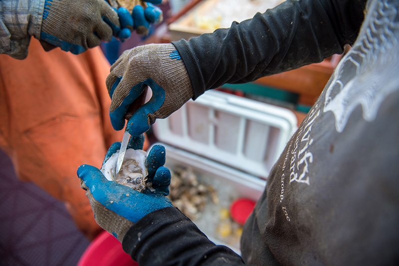 GEM_Farm-Field-Sea_Pirate-Adventures_Cottage-City-Oysters_20.jpg