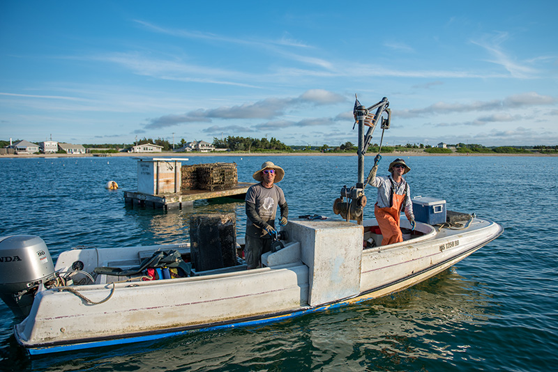 GEM_Farm-Field-Sea_Pirate-Adventures_Cottage-City-Oysters_Dan-Ma