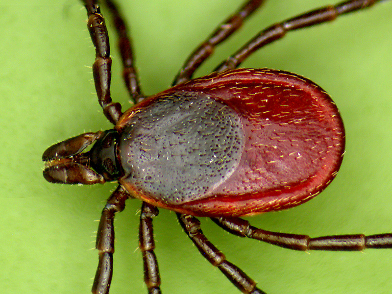 Black-Legged-Tick_Female-Dorsal_01.jpg