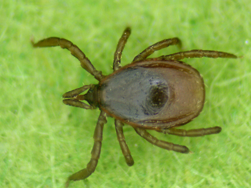 Black-Legged-Tick_Nymph-Dorsal_05.jpg