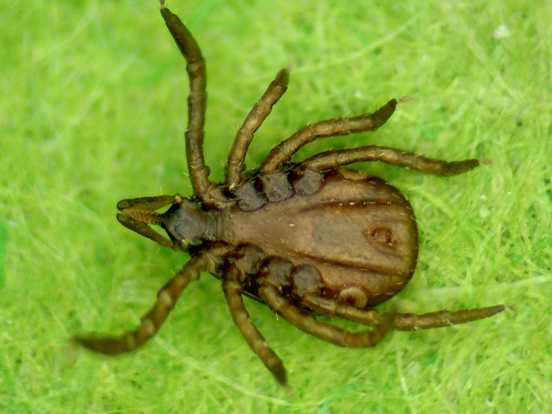 Black-Legged-Tick_Nymph-Ventral_06.jpg