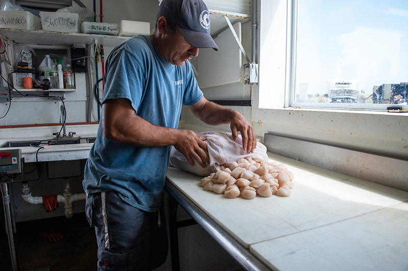 CB_Sea-Scallops_Alec-Gale_03.jpg