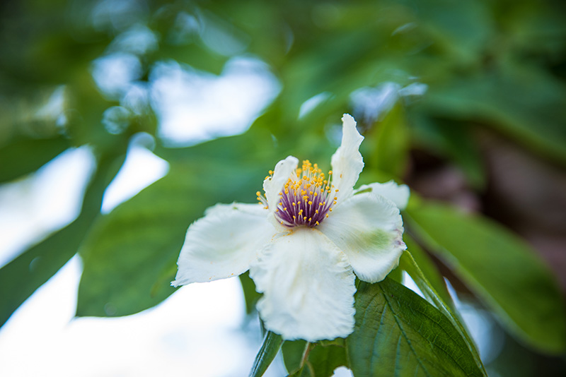 GEM_Polly-Hill-Arboretum_Tim-Boland_11.jpg
