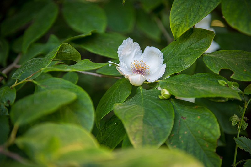 GEM_Polly-Hill-Arboretum_Tim-Boland_13.jpg