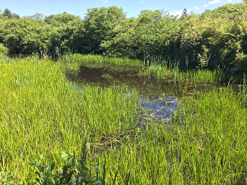 Mill-Pond_01.JPG