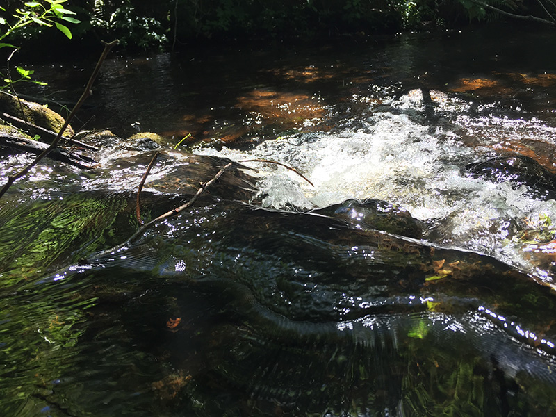 Mill-Pond_03.JPG