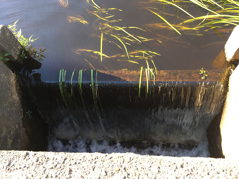 Mill-Pond_05.JPG