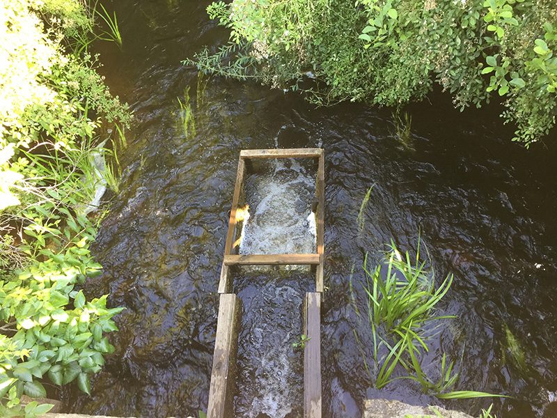 Mill-Pond_06.JPG
