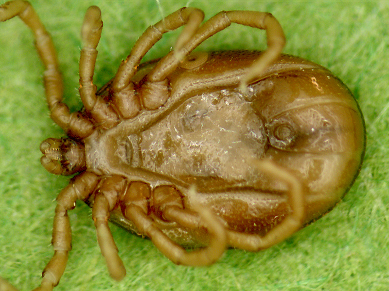 Tick_Male_Ventral_04.jpg