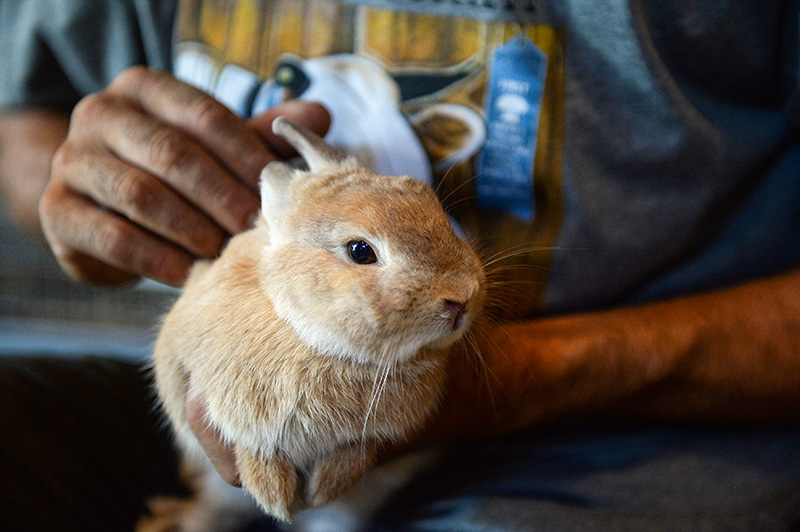 Joe Capece holds Pippin, a bunny, at the Agricultural Society Fair.
