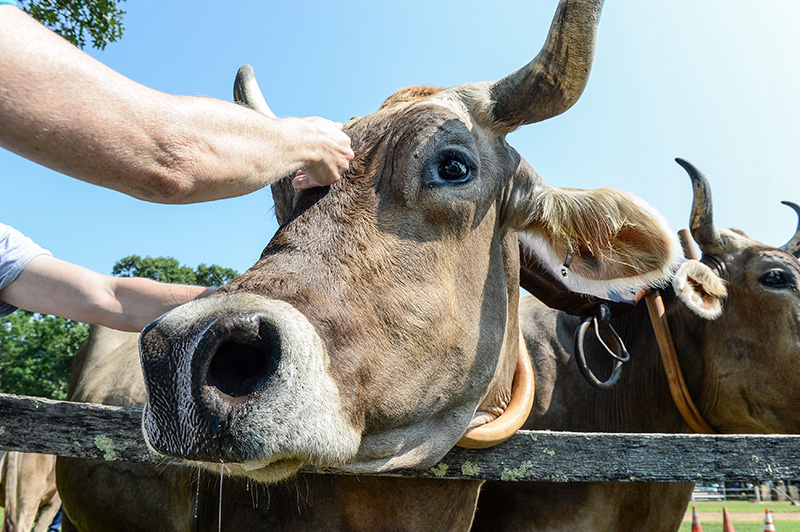 Maple, an Ox, is pet by visitors at the Agricultural Society Fair.