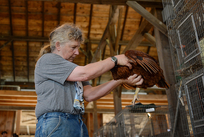 Karen Ogden picks up a rooster during the judging of poultry and rabbits.