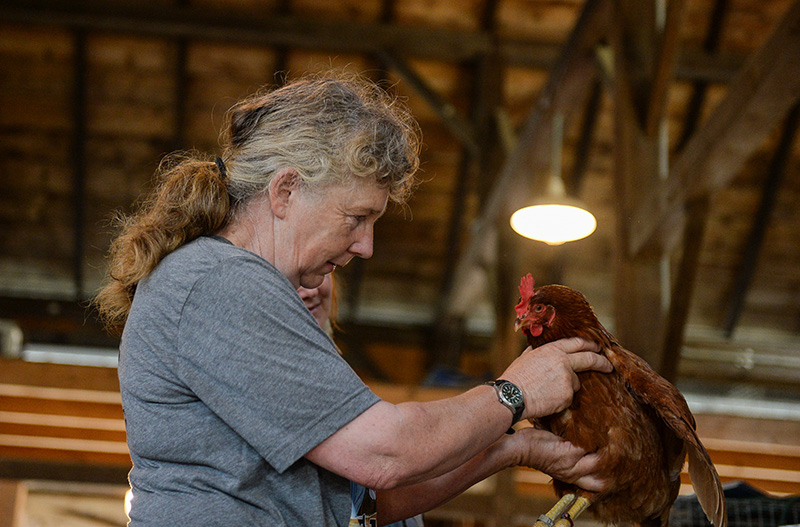 Karen Ogden picks up a rooster during the judging of poultry and rabbits.