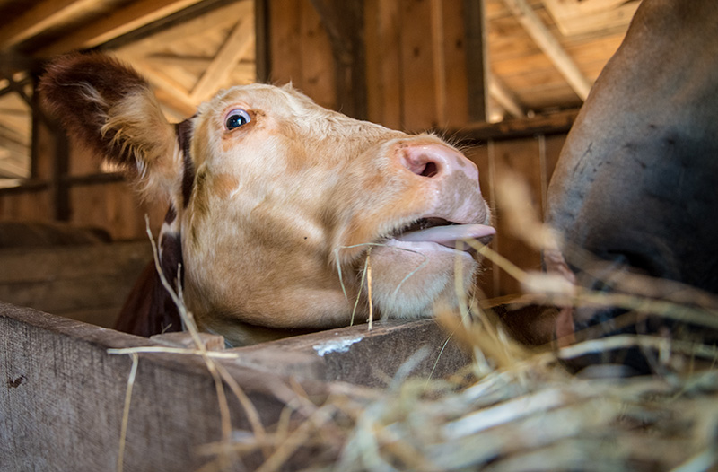 A cow reaches for hay to munch on.