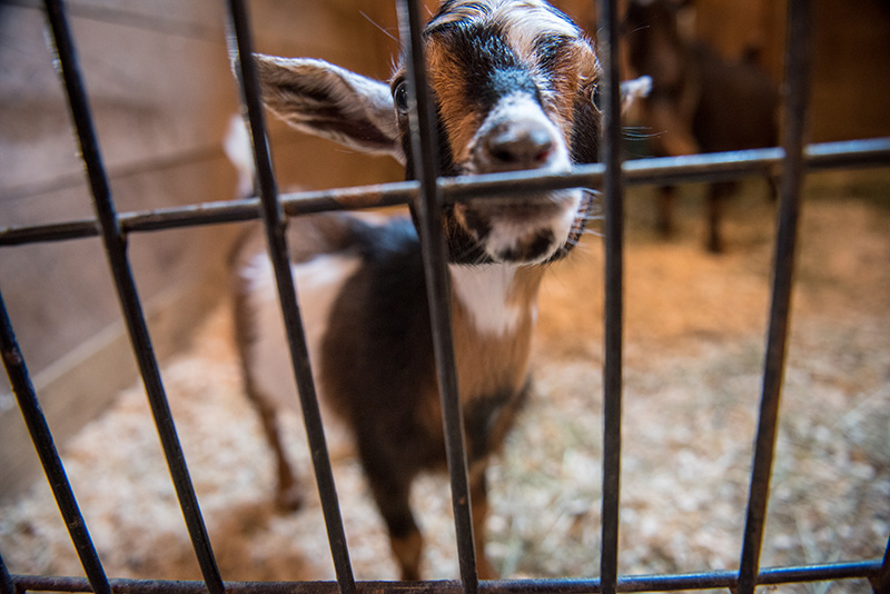 Goats escape the sun in the cool barns.