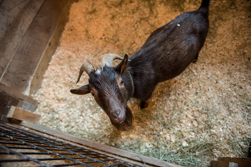 Goats escape the sun in the cool barns.