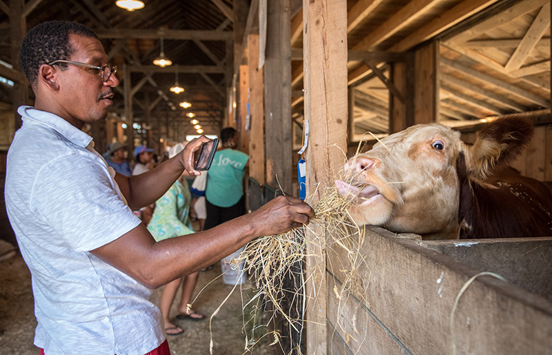 William Gibbons, visiting the Island from Detroit, feeds hay to an eager cow.