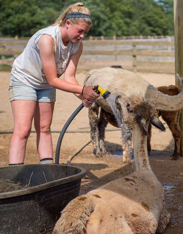 GEM_Island-Alpaca_Alpaca-Yoga_02.jpg