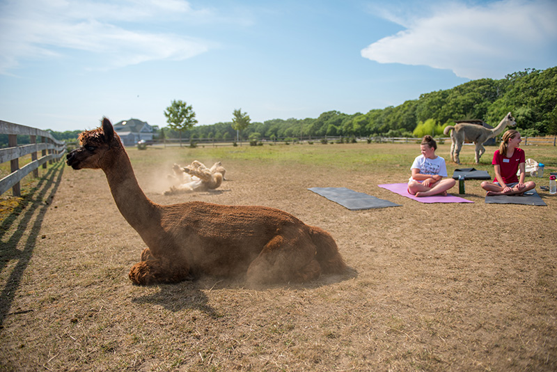GEM_Island-Alpaca_Alpaca-Yoga_03.jpg