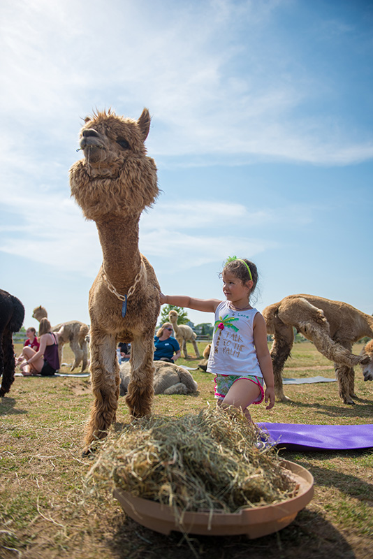 GEM_Island-Alpaca_Alpaca-Yoga_04.jpg