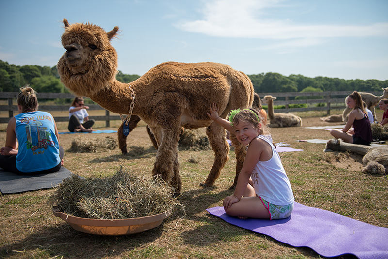 GEM_Island-Alpaca_Alpaca-Yoga_05.jpg