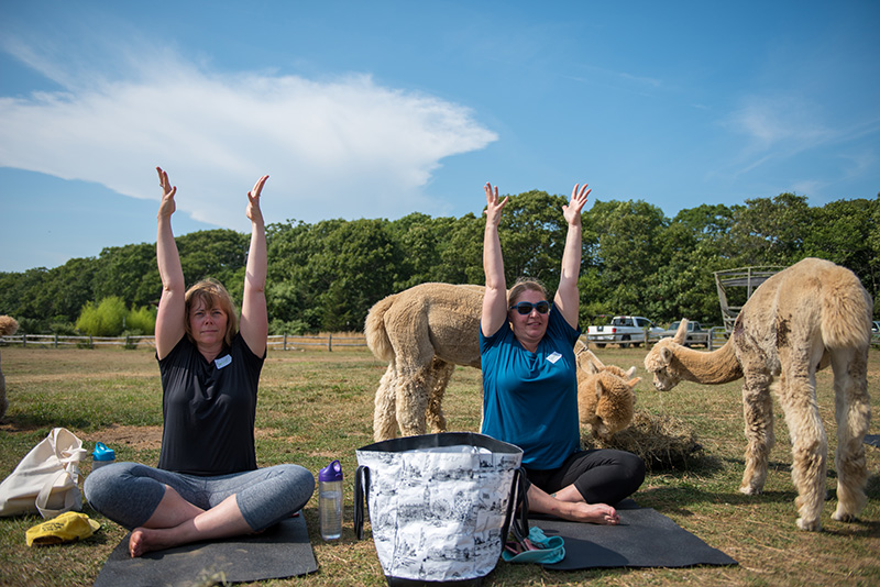 GEM_Island-Alpaca_Alpaca-Yoga_09.jpg