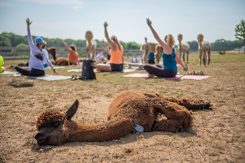 GEM_Island-Alpaca_Alpaca-Yoga_10.jpg