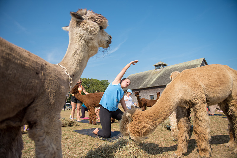 GEM_Island-Alpaca_Alpaca-Yoga_11.jpg