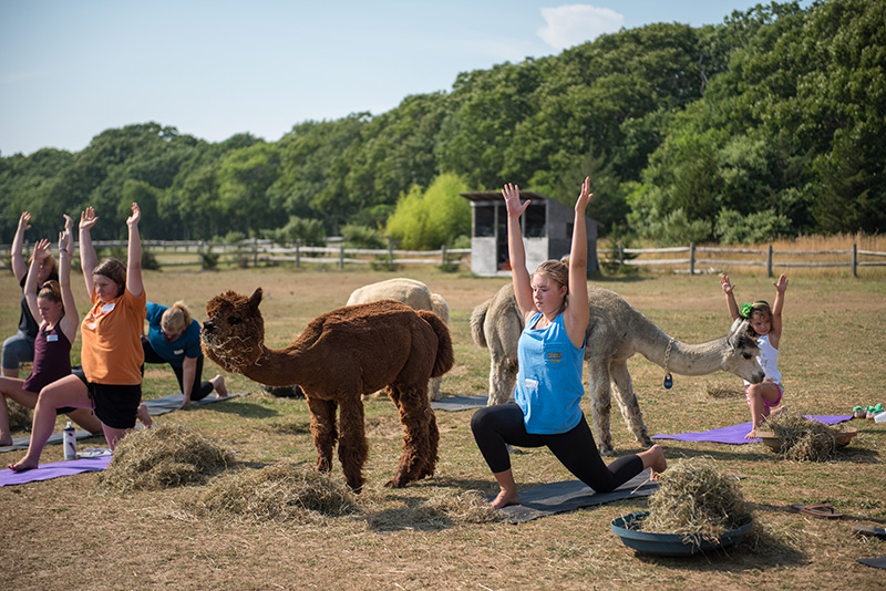 GEM_Island-Alpaca_Alpaca-Yoga_12.jpg