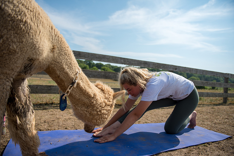 GEM_Island-Alpaca_Alpaca-Yoga_13.jpg