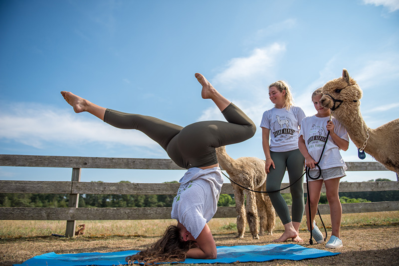 GEM_Island-Alpaca_Alpaca-Yoga_16.jpg