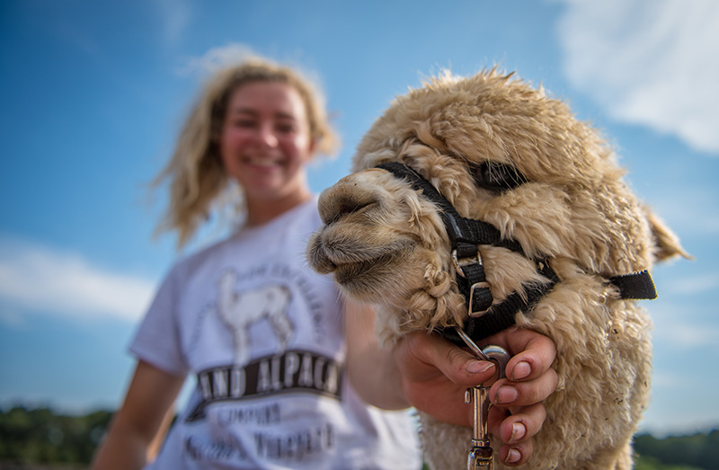 GEM_Island-Alpaca_Alpaca-Yoga_18.jpg
