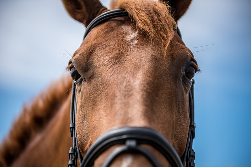 GEM_Maddy-Alley_Horseback-Riding-Workout_09