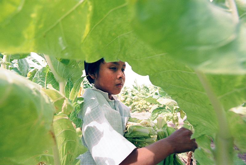 Boy picking tobacco, Nyarit, Mexico.
