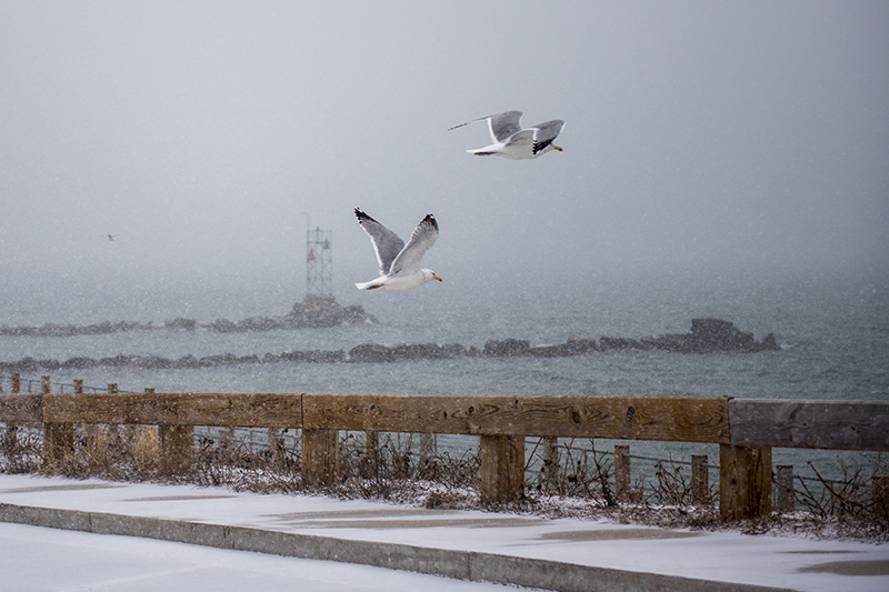 Seagulls take flight during the storm in Oak Bluffs.