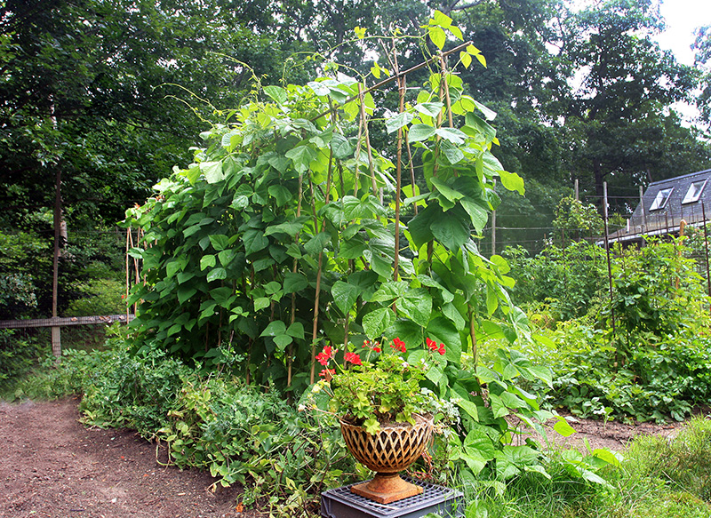 Bean-Staking 2.jpg