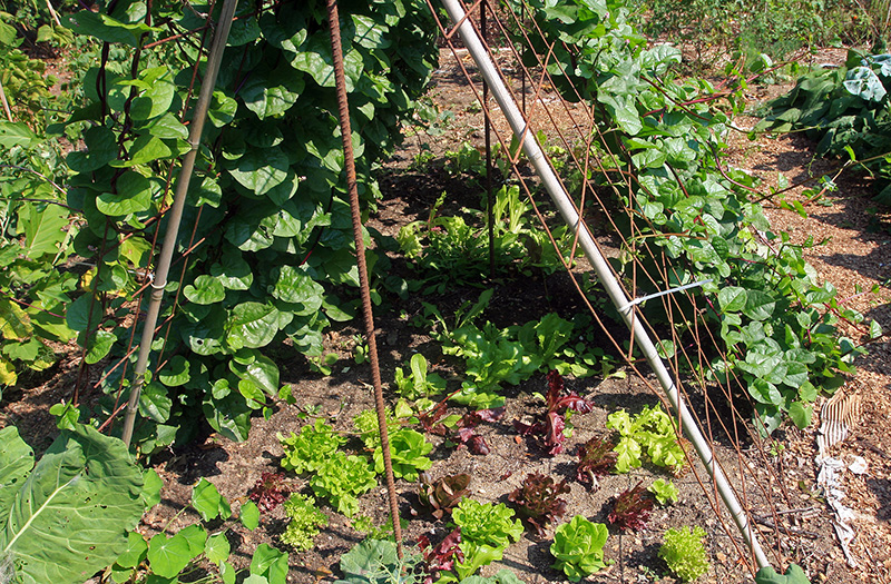 Lettuce tent 2.jpg