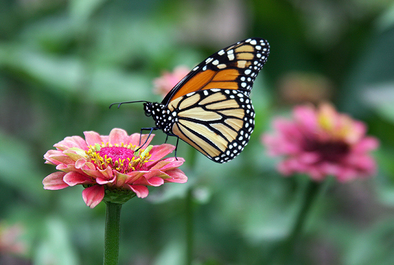 Monarch Butterfly 1a.jpg