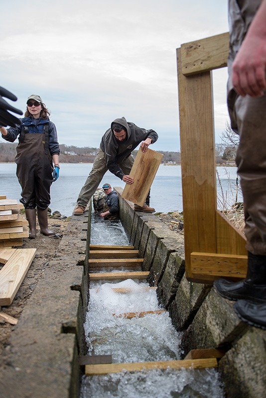 Volunteer Ben Madeiras slides a board into a slot in the channel.