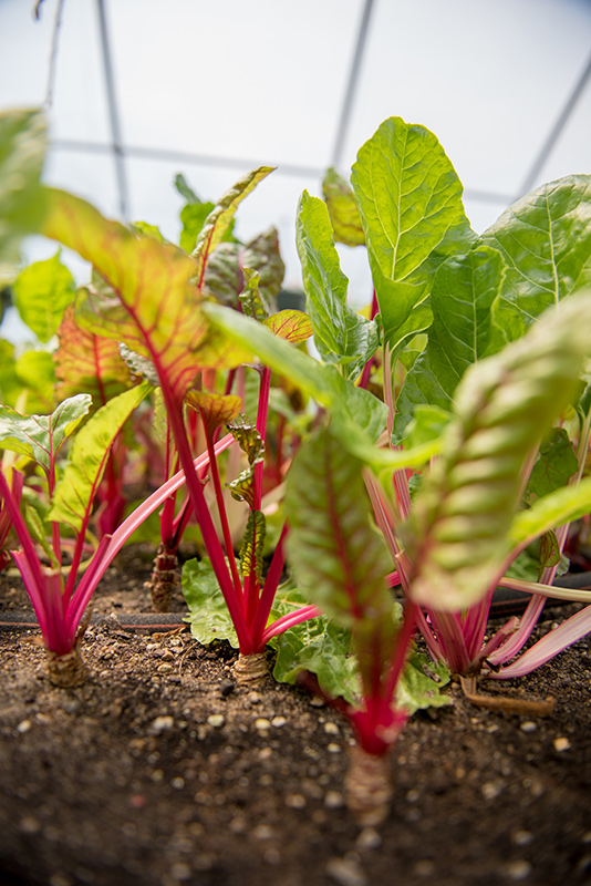 GEM_Community-Greenhouse_09.jpg