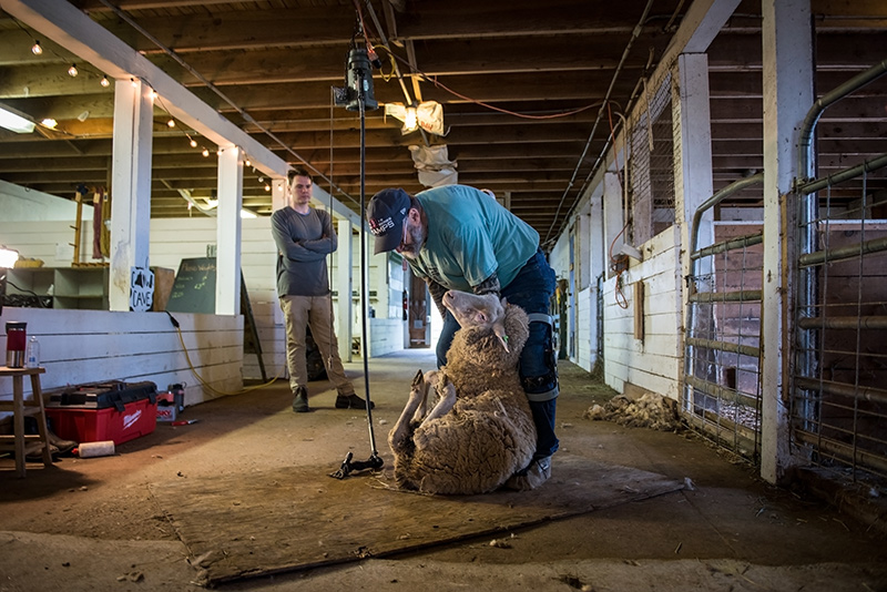 GEM_Farm-Institute_Sheepapalooza_Andrew-Rice_06