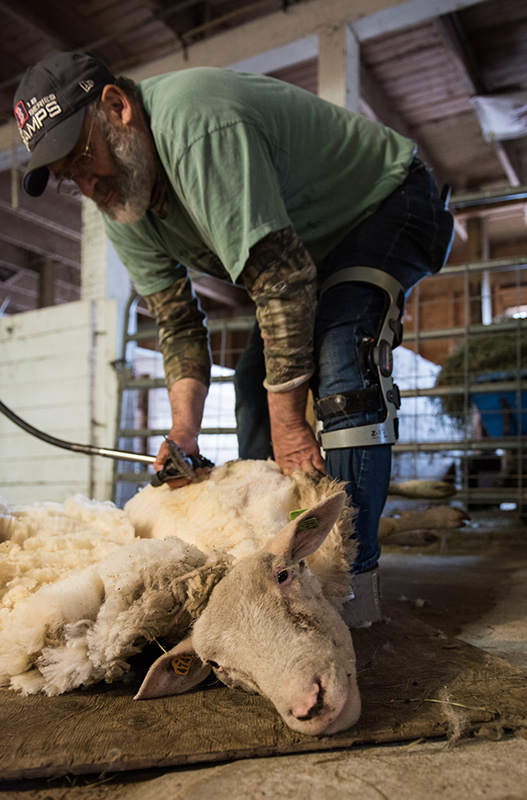 GEM_Farm-Institute_Sheepapalooza_Andrew-Rice_09