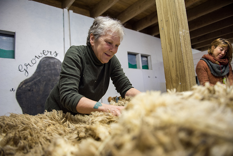 Liz Toomey sorts the sheep fleece.