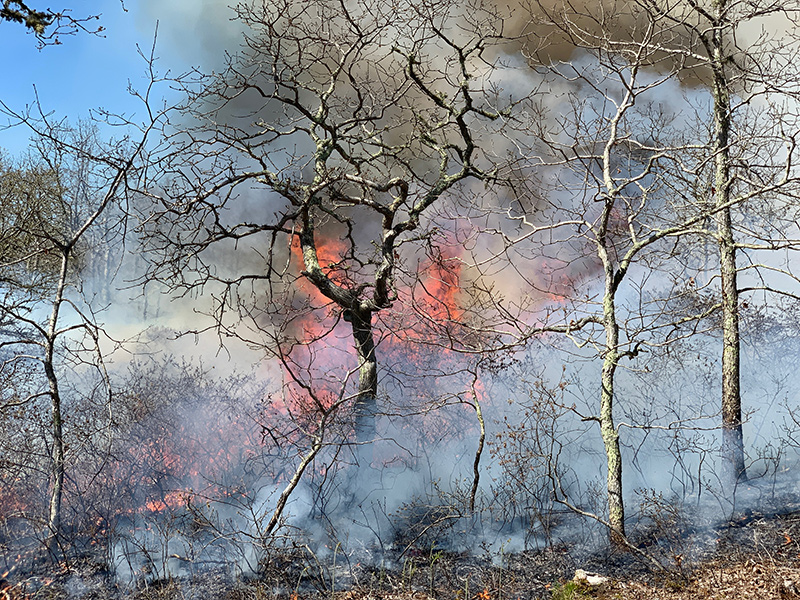 RS_Controlled_Burn07.jpg