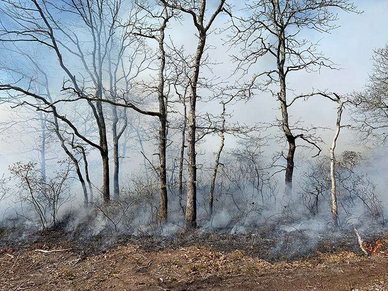 RS_Controlled_Burn09.jpg