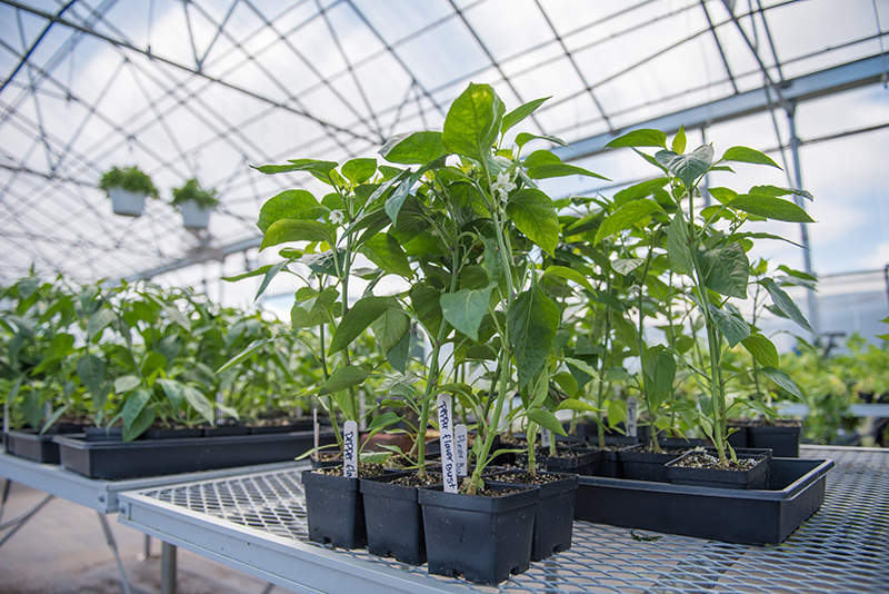 GEM_MVRHS_Plant-Sale_04.jpg